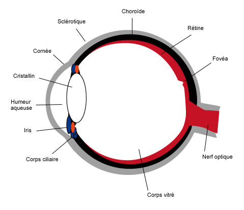 Anatomie de l'oeil