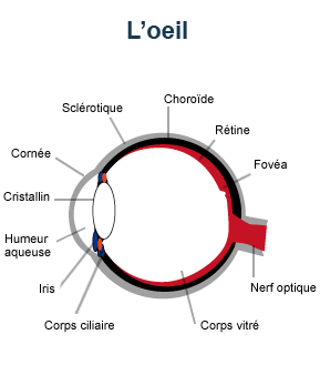 Anatomie de l'oeil